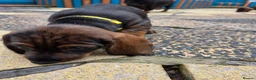 Dachshund dogs for sale: READY NOW Lovely Bunch Standard Dachshund puppies - Advert 20