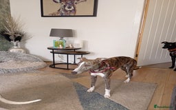 Whippet dogs for sale: Whippet pup for sale 8 months old - Image 5