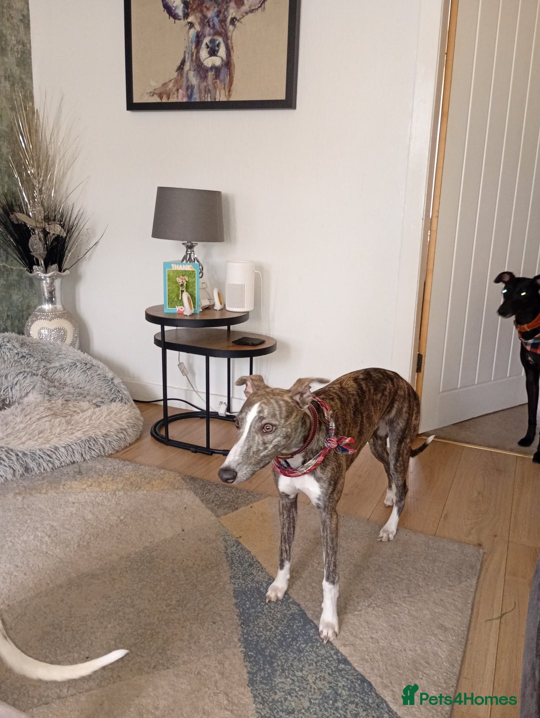Whippet dogs for sale: Whippet pup for sale 8 months old - Image 5