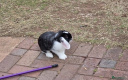 Mini Lop rabbits for sale: beautiful mini lops ready for new homes  - Image 1