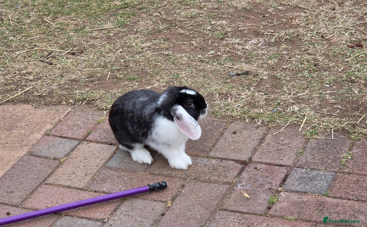 Mini Lop rabbits - Advert 1
