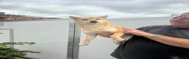 Japanese Shiba Inu 2