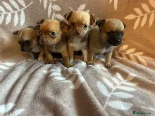 Chihuahua dogs Chihuahua pups - Advert 7