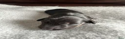 Dachshund dogs for sale: 5 Dachshund Puppies  - Advert 12