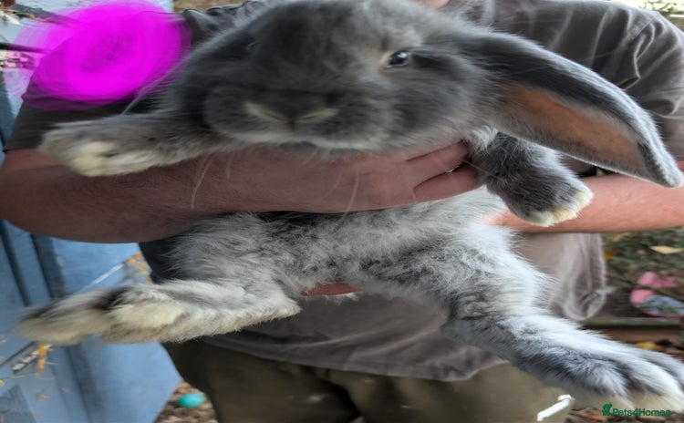 French Lop rabbits - Advert 2