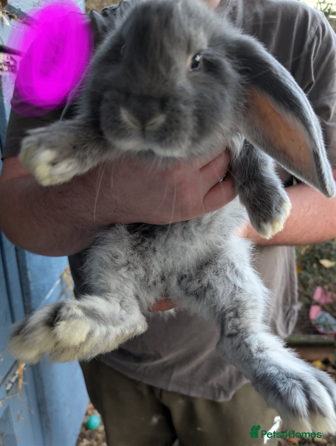 French Lop rabbits for sale: Beautiful French lops  - Image 2