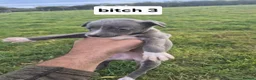 Whippet dogs for sale: Whippet pups - Advert 10