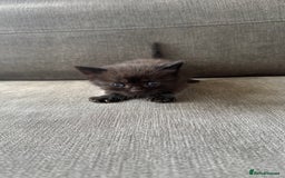 Bengal cats for sale: Kittens for sale  - Image 5