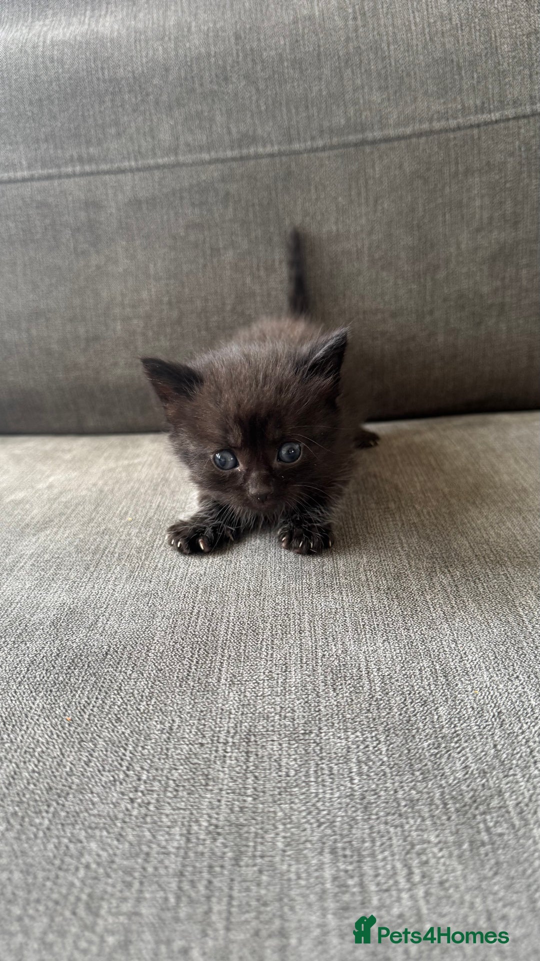 Bengal cats for sale: Kittens for sale  - Image 5
