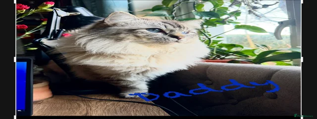 Caesar 