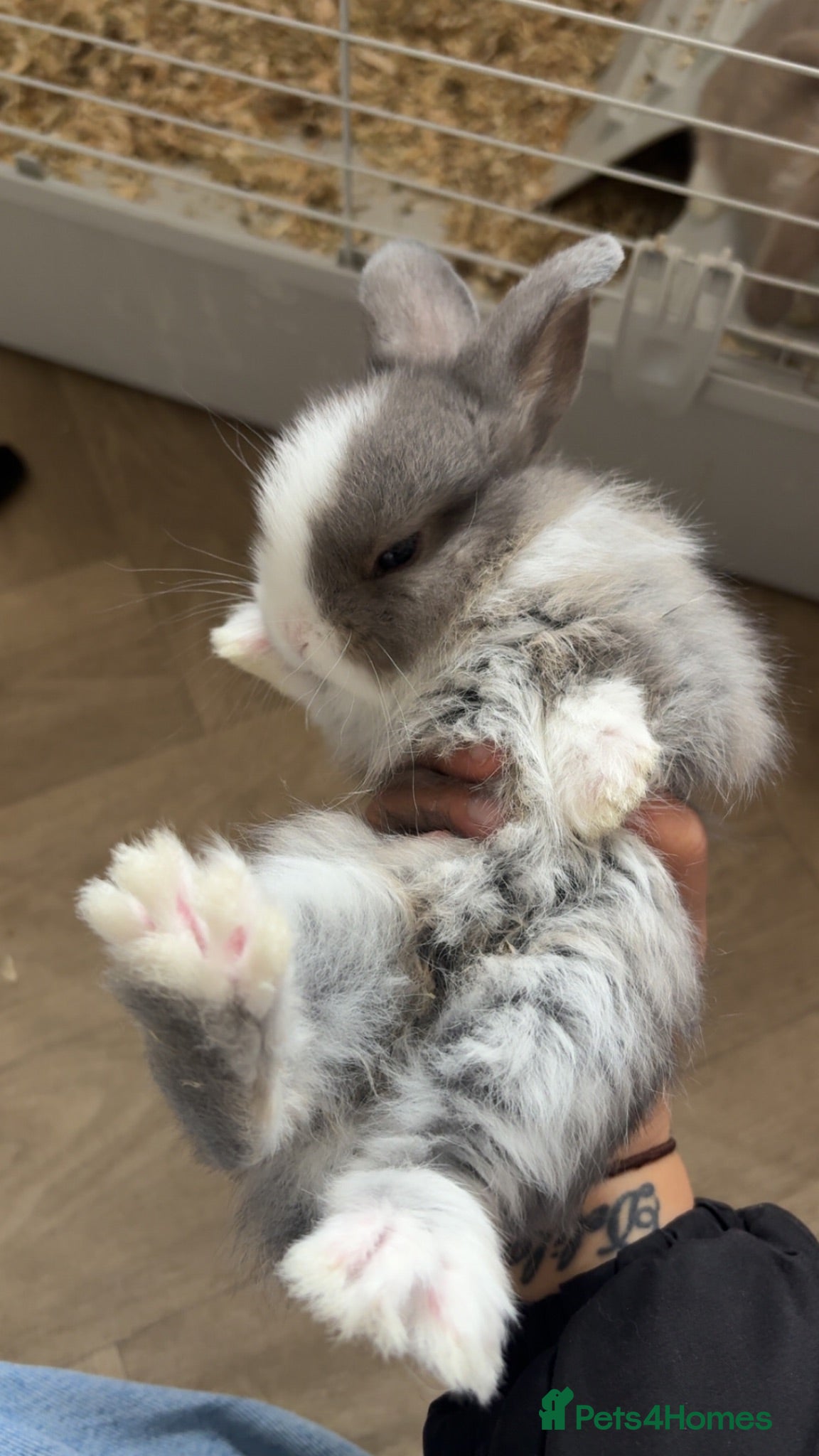 Mini Lop rabbits Pure breed mini lops available to leave - Advert 2