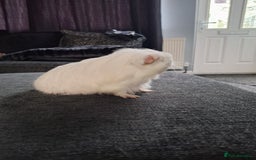 Guinea Pig rodents for sale: Ready to go! Male guinea pig baby - Image 6