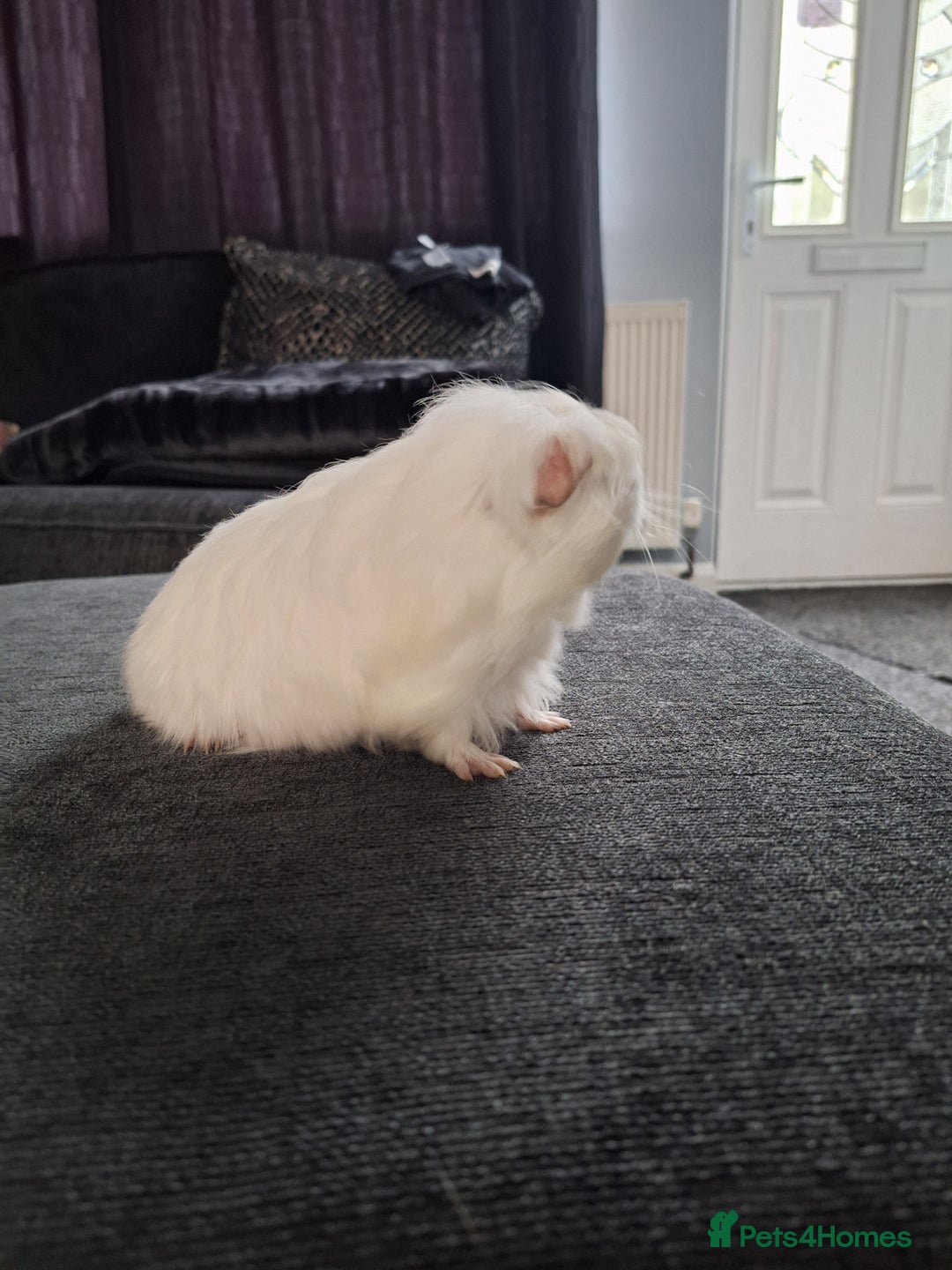 Guinea Pig rodents for sale: Ready to go! Male guinea pig baby - Image 6