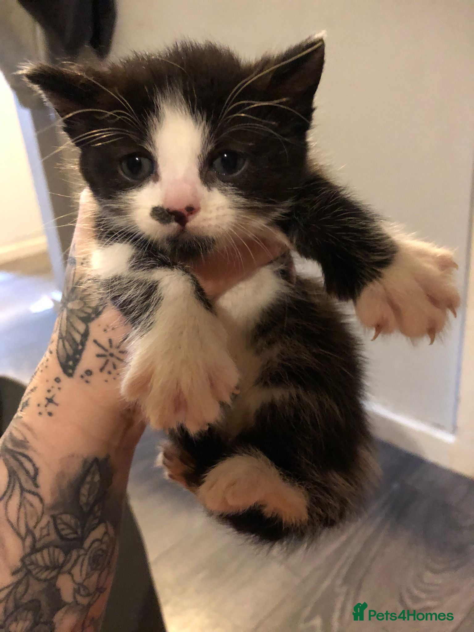 Mixed Breed cats Bengal cross kittens  - Advert 6