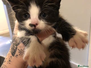 Mixed Breed cats Bengal cross kittens - Advert 6