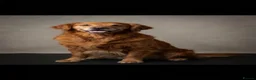 Golden Retriever dogs for stud: Loki God of Mischief  in Glenrothes - Advert 2