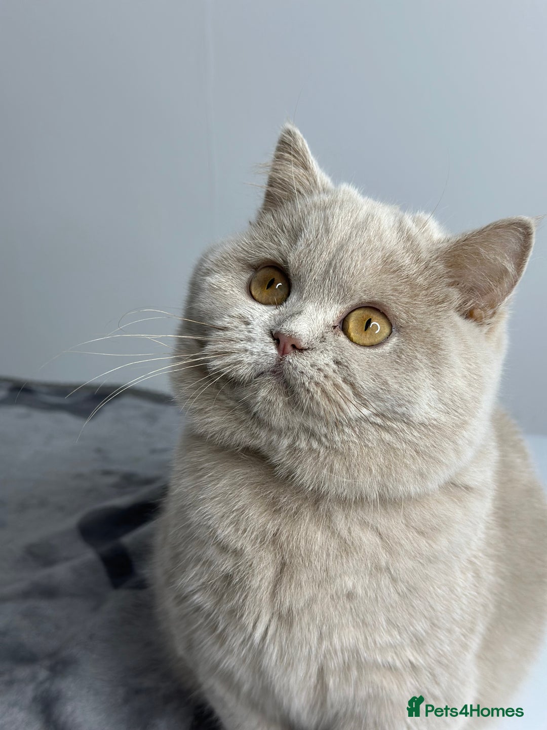 British Shorthair cats for sale: British shorthair Fawn - ONLY 2 kittens left  - Advert 4