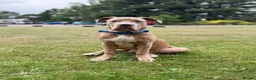 Mixed Breed dogs for sale: BIGGIE 7month old mixed breed  - Advert 4