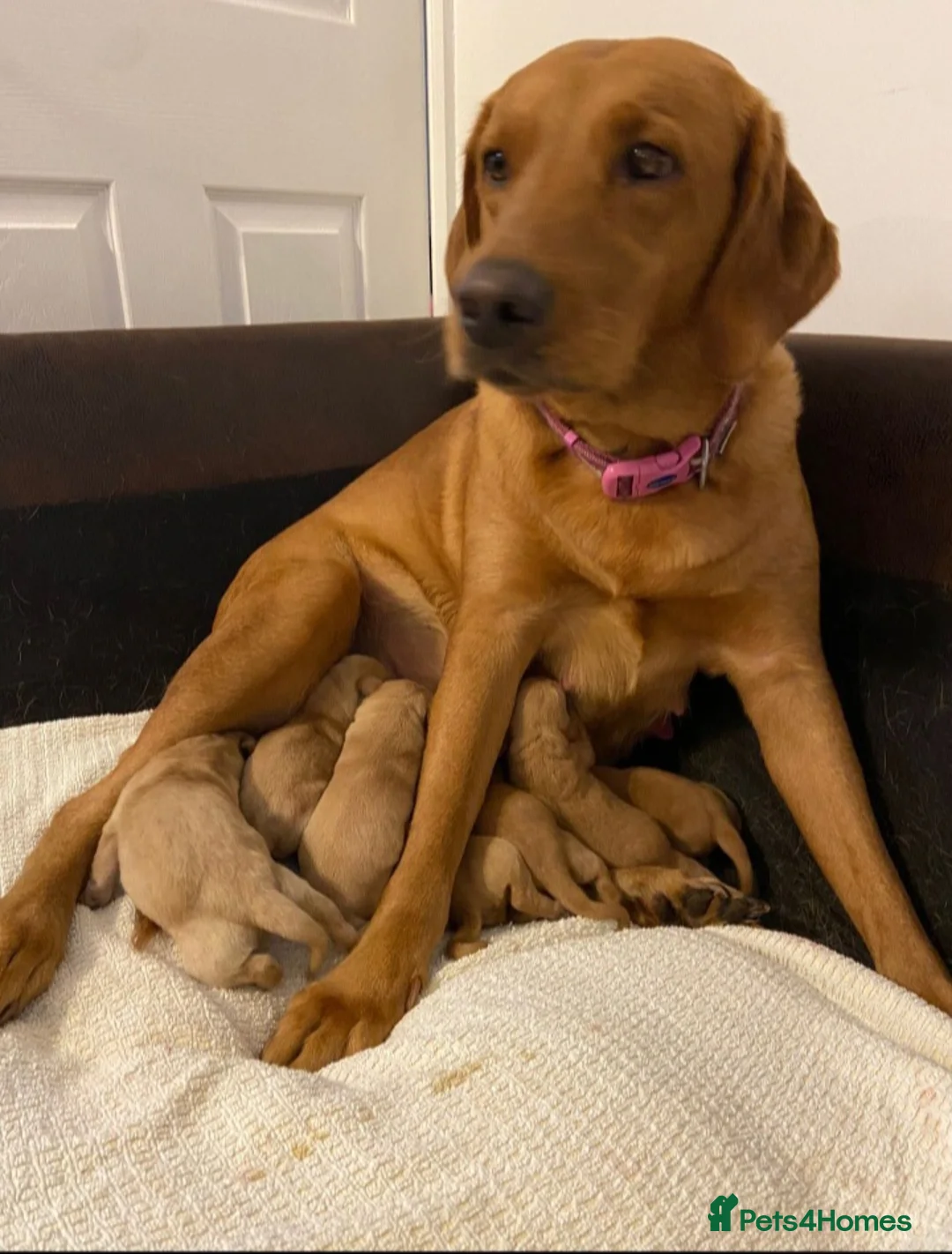 Labrador Retriever dogs for stud: Stud duties  (PROVEN) in Hengoed - Advert 11