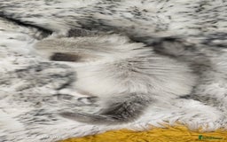 Ragdoll cats for sale: 4 Ragdoll Boys  - Image 6