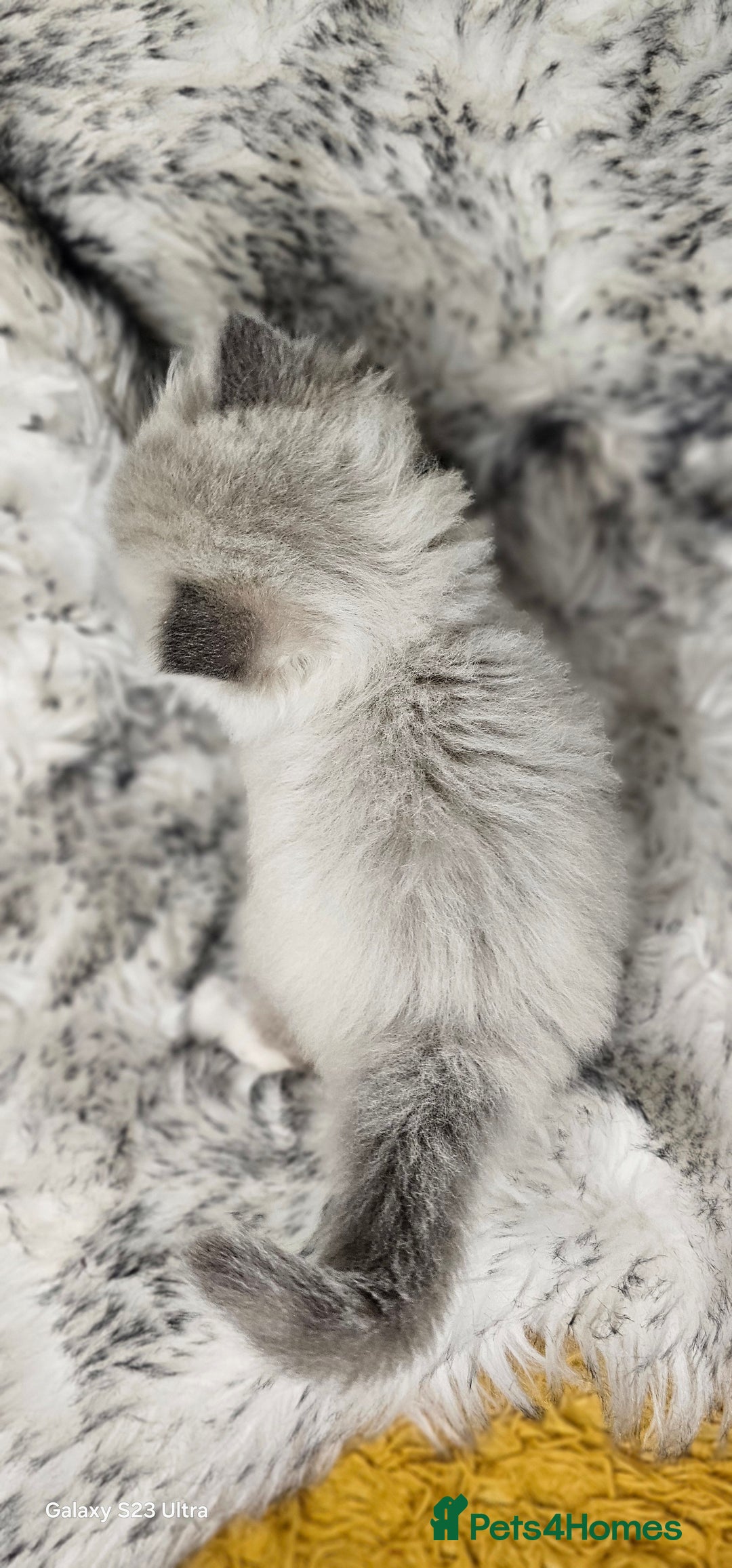 Ragdoll cats for sale: 4 Ragdoll Boys  - Image 6