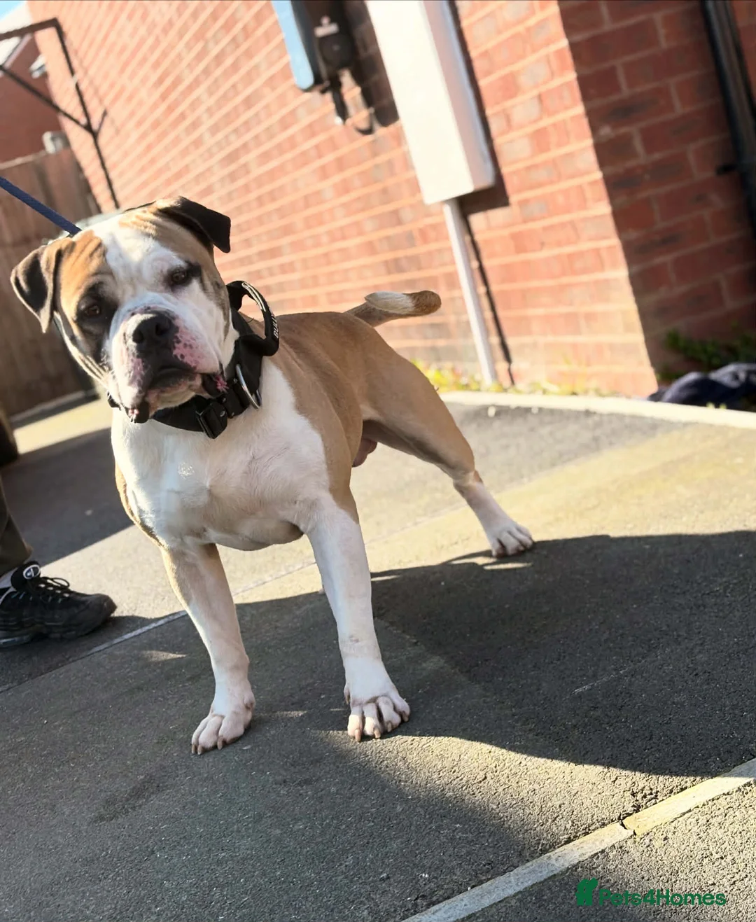 Alapaha Blue Blood Bulldog dogs for sale: Adult male Alapaha blue blood bulldog  in Gloucester - Advert 1