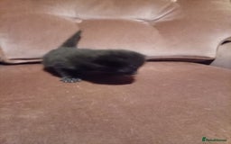 Mixed Breed cats for sale: Four mixed breed British short kittens - Image 27