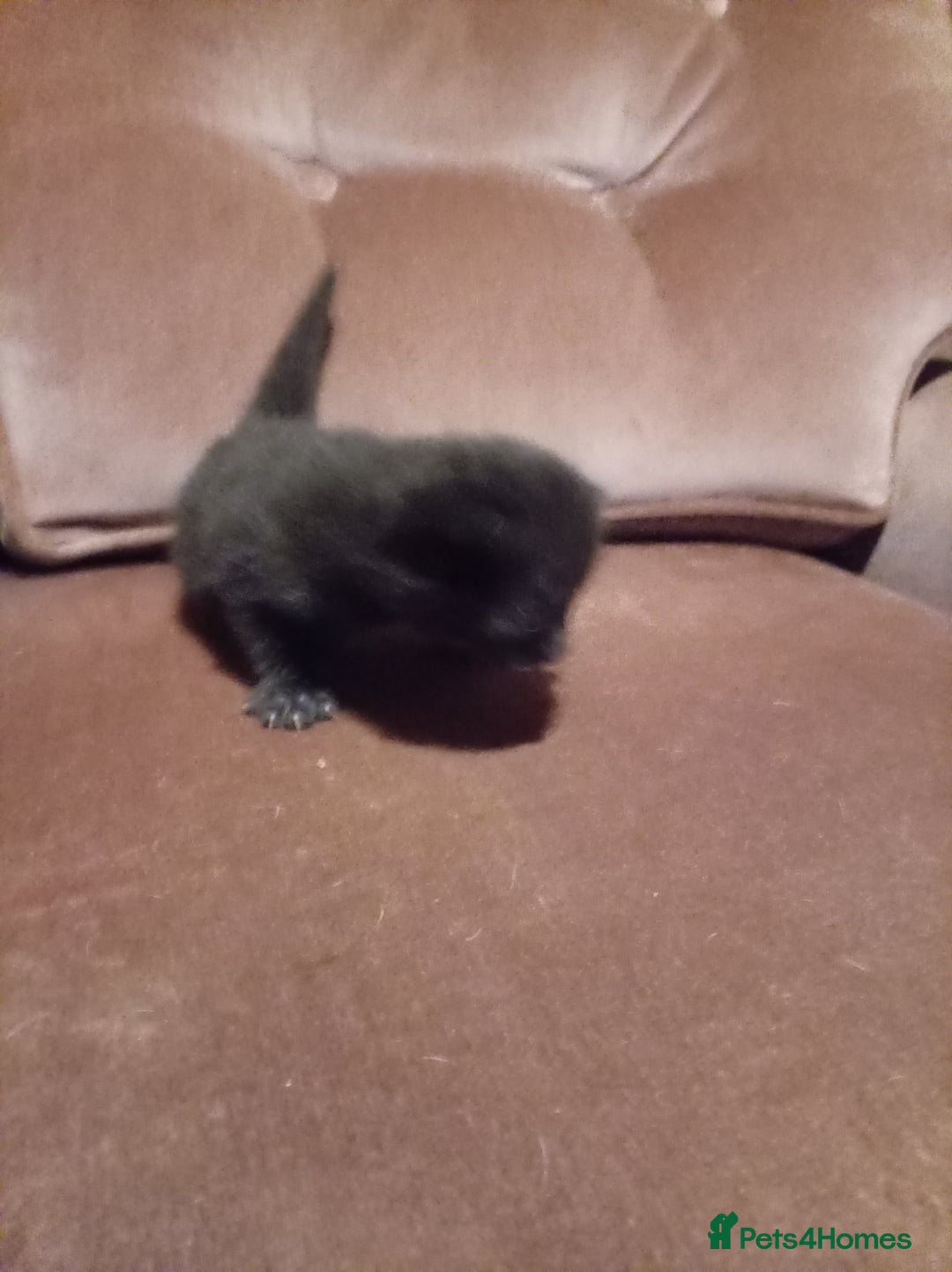 Mixed Breed cats for sale: Four mixed breed British short kittens - Image 27