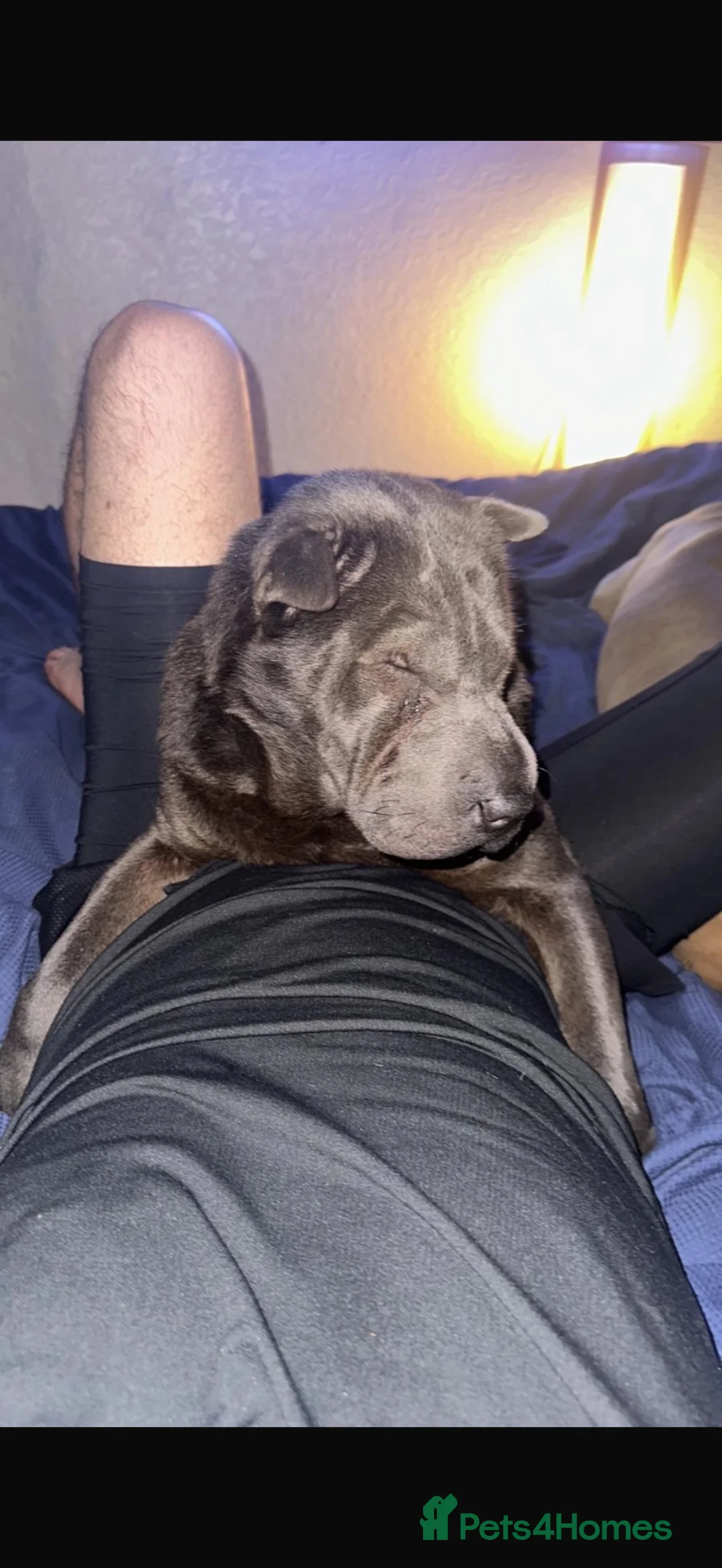 Shar Pei dogs for sale: Bear Coat Sharpei - Advert 1