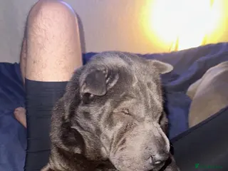 Shar Pei dogs Bear Coat Sharpei - Advert 9
