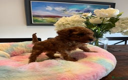 Toy Poodle dogs for sale: Adorable Deep Red KC Reg Toy Poodles  - Image 6
