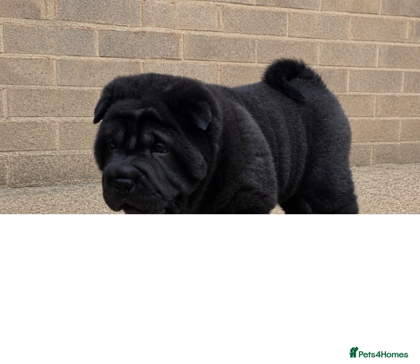 Mixed Breed dogs ChowPei Pups - Advert 17