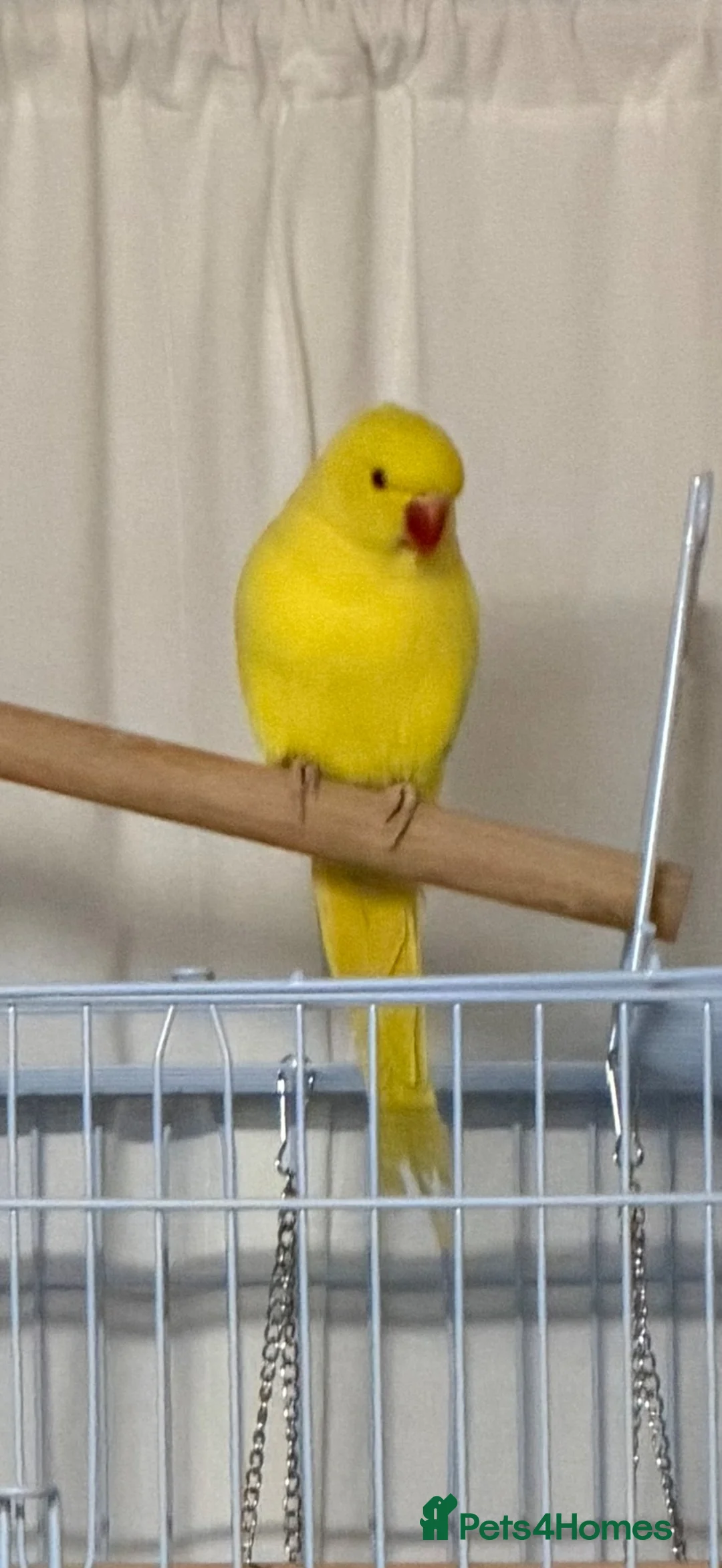 Ringnecks birds for sale: Indian Ringneck Lutino Male – Chiko  in Dagenham - Advert 3
