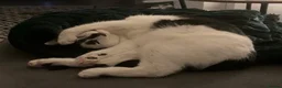 Mixed Breed cats for sale: REHOMING: 2 Black/White Cats, Siblings in Whitley Bay - Advert 7