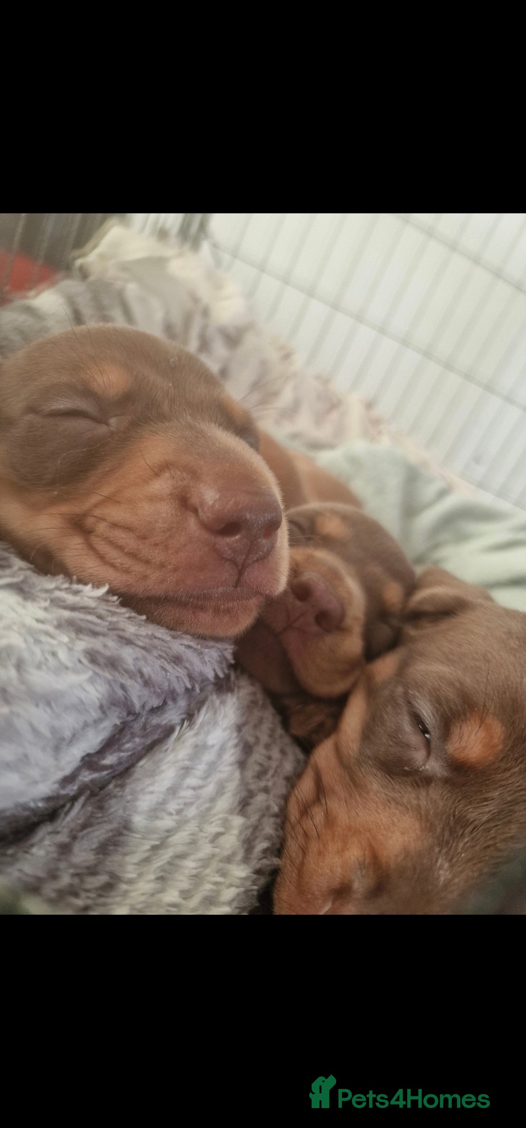 Dachshund dogs for sale: Dashund puppies - Advert 2