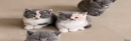 British Shorthair cats for sale:  Beautiful British Shorthair Kittens ✨🐾 - Advert 1