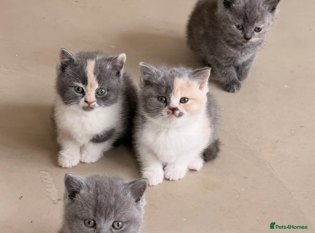 British Shorthair cats for sale:  Beautiful British Shorthair Kittens ✨🐾 - Advert 1