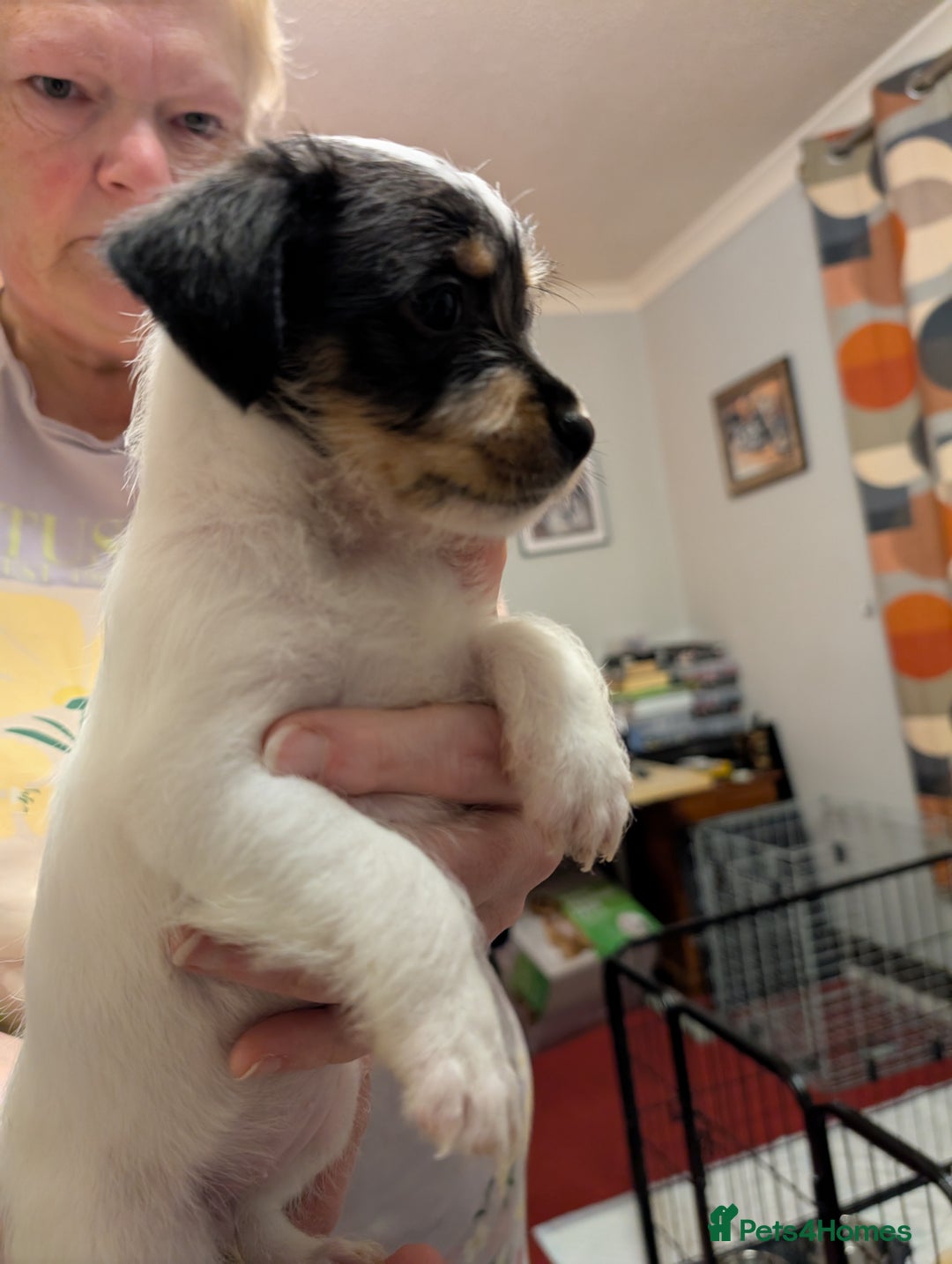 Mixed Breed dogs for sale: Shih Tzu Terrier cross  - Image 12