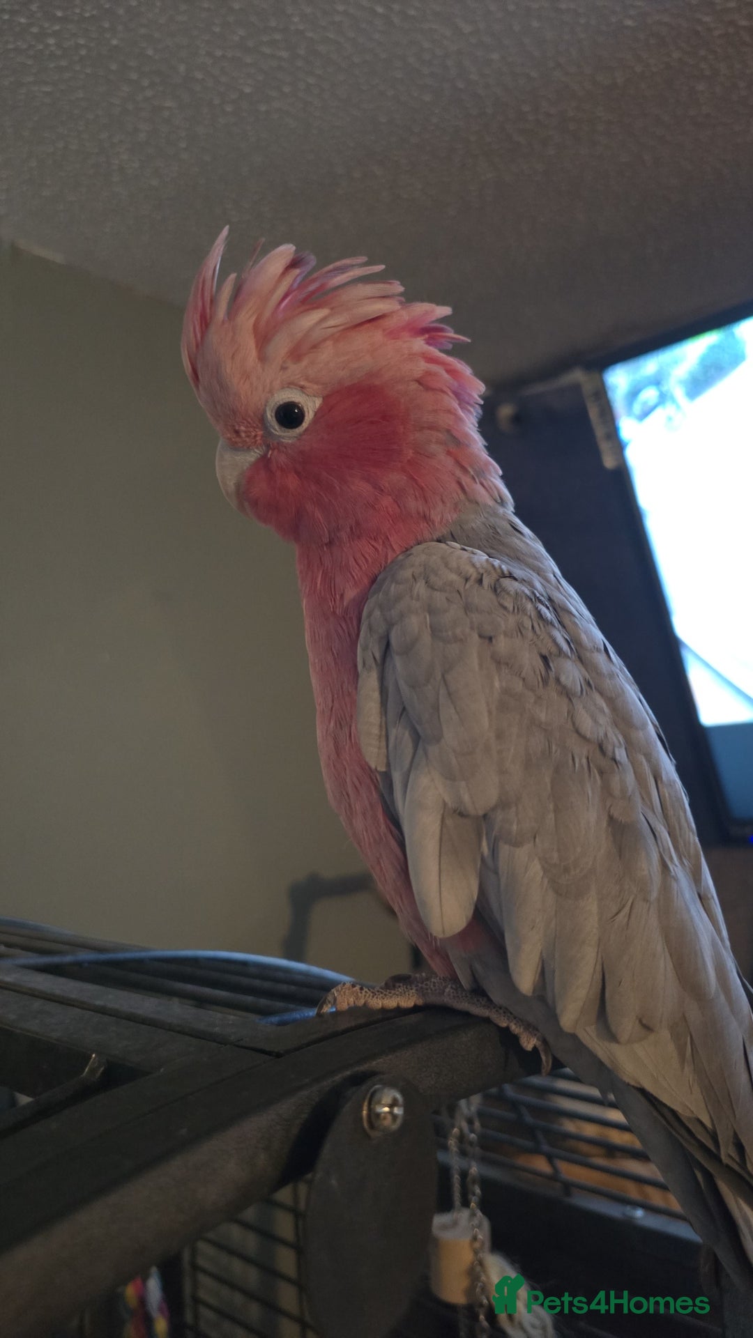 Parrots birds for sale: Beautiful parrot for sale  - Advert 8