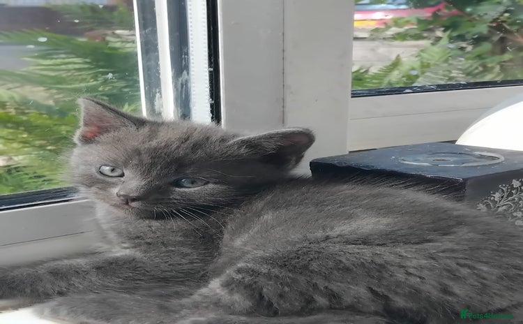 British Shorthair cats - Advert 16