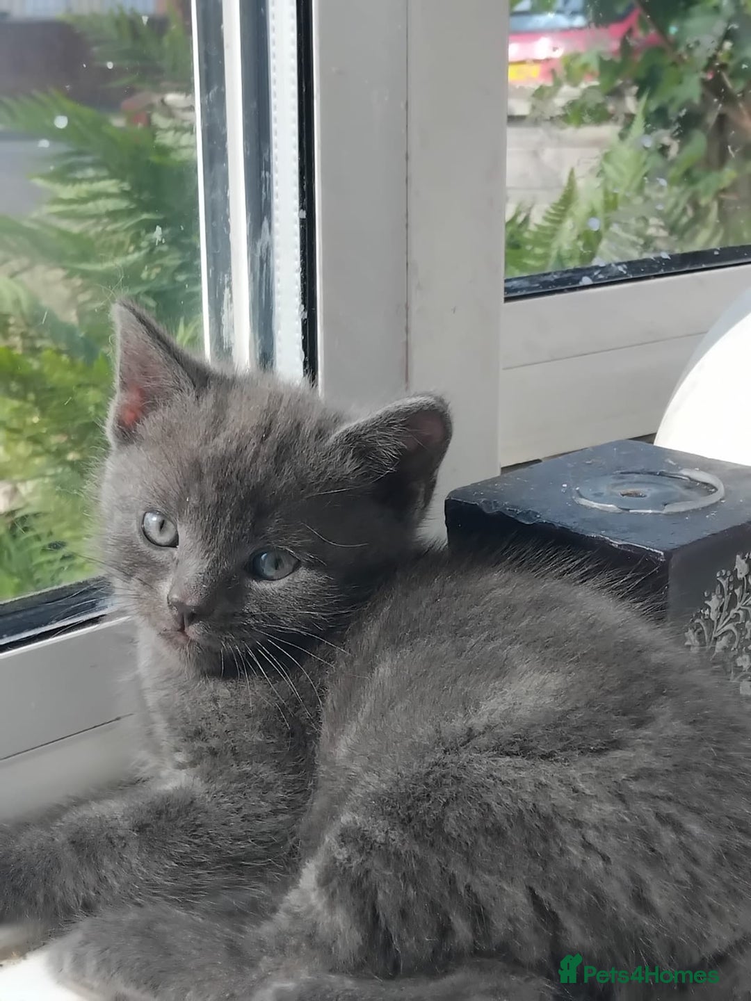 British Shorthair cats for sale: Blue British shorthair kitten - Image 1