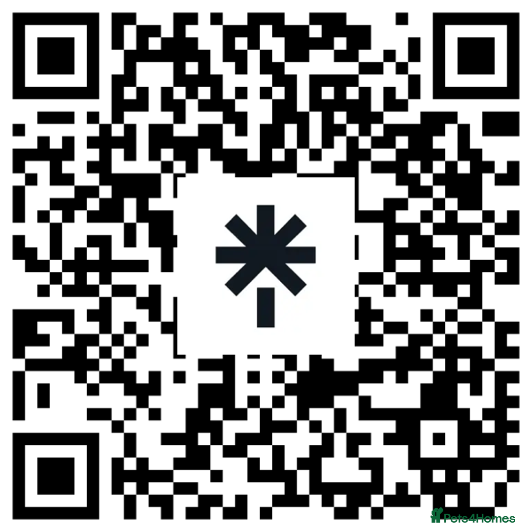 Ragdoll cats for sale: Seal Lynx Mink ragdoll  - Advert 3