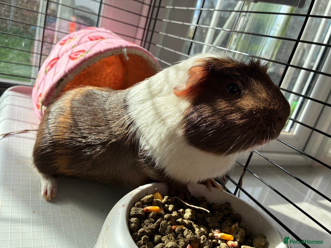 Guinea Pig rodents for sale: Male single Guinea Pig  - Advert 3