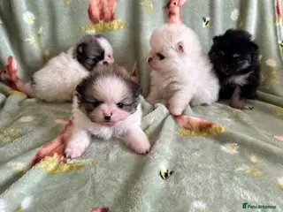 Pomeranian dogs Rainbow litter all different colors and markings - Advert 5