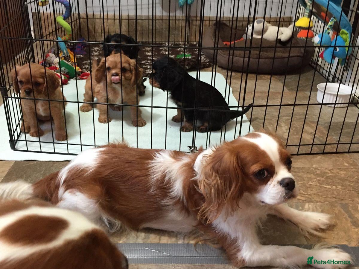 Cavalier King Charles Spaniel dogs King Charles Puppies Looking for  Homes - Advert 4