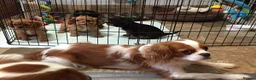 Cavalier King Charles Spaniel dogs for sale: King Charles Puppies Looking for  Homes in London - Advert 1
