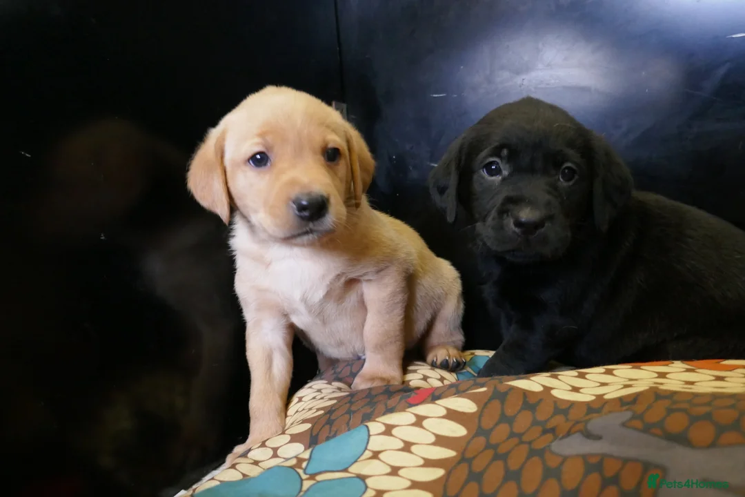 Labrador Retriever dogs for sale: ADORABLE LABRADOR PUPPIES KC REGISTERED - Advert 13