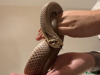 Snake reptiles - Advert 38