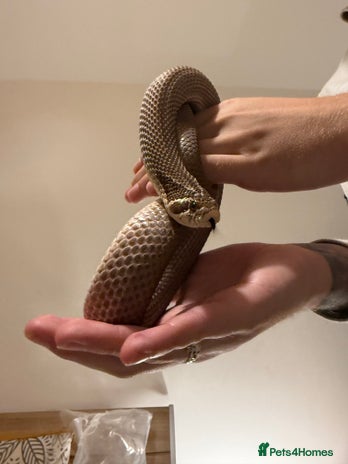 Snake reptiles - Advert 3
