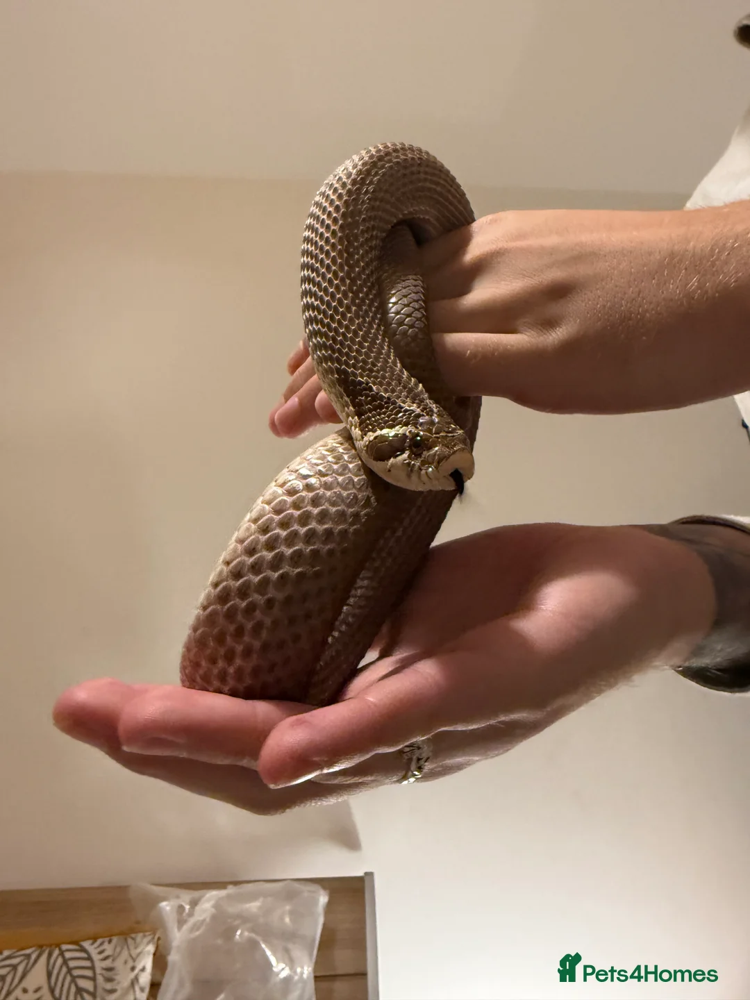 Snake reptiles for sale: Purple Stripe Superconda Western Hognose Snake - Advert 1